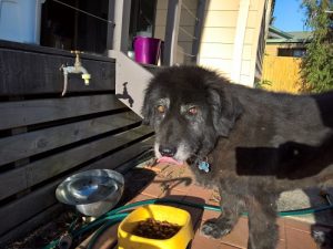 14 yr old Loki from Kingscliff kept cool under the house during our Xmas Pet Sitting visit